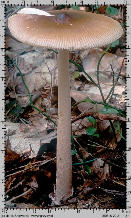 Amanita fulva (muchomor rdzawobrązowy)