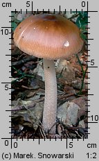 Amanita fulva (muchomor rdzawobrązowy)