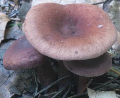 Unidentified-Lactarius