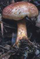 Unidentified-Cortinarius