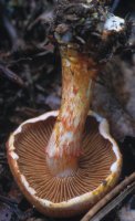 Unidentified-Cortinarius