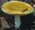 Russula claroflava (gołąbek jasnożółty)