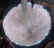 Psathyrella candoleana