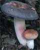 Unidentified-Russula