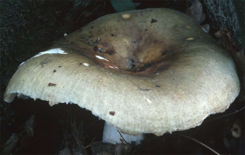 Unidentified-Russula