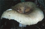 Russula heterophylla (gołąbek oliwkowozielony)