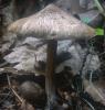 Inocybe sp.