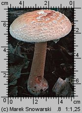 Amanita rubescens (muchomor czerwieniejący)