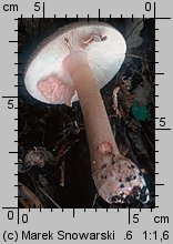 Amanita rubescens (muchomor czerwieniejący)