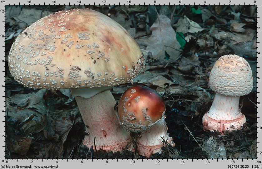 Amanita rubescens (muchomor czerwieniejący)