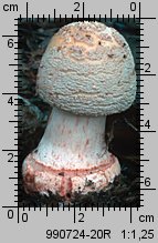 Amanita rubescens (muchomor czerwieniejący)