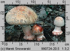 Amanita rubescens (muchomor czerwieniejący)