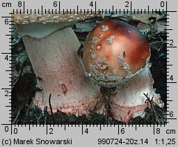 Amanita rubescens (muchomor czerwieniejący)