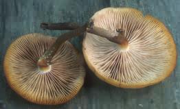 Kuehneromyces mutabilis (łuszczak zmienny)