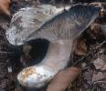 Russula albonigra (gołąbek białoczarny)