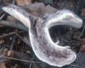 Russula albonigra (gołąbek białoczarny)