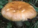 Russula foetens (gołąbek śmierdzący)