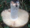 Russula foetens (gołąbek śmierdzący)