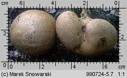 Scleroderma bovista (tęgoskór kurzawkowy)