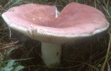 Russula vesca (gołąbek wyborny)