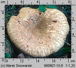 Paxillus rubicundulus (krowiak olszowy)