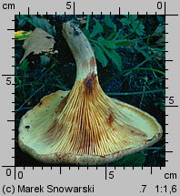 Paxillus rubicundulus (krowiak olszowy)