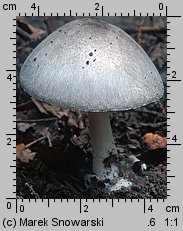 Volvariella volvacea (pochwiak wielkopochwowy)