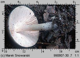 Volvariella volvacea (pochwiak wielkopochwowy)