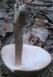 Pluteus cervinus (drobnołuszczak jeleni)