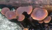 Macrocystydia cucumis