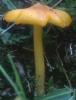 Hygrocybe acutoconica (wilgotnica ostrostożkowata)