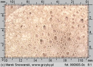 Lycoperdon pyriforme (purchawka gruszkowata)