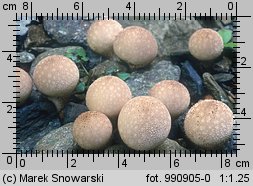 Lycoperdon pyriforme (purchawka gruszkowata)