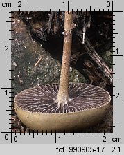 Protostropharia semiglobata (pierścieniak półkulisty)