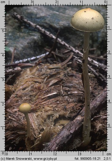 Protostropharia semiglobata (pierścieniak półkulisty)