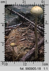 Protostropharia semiglobata (pierścieniak półkulisty)