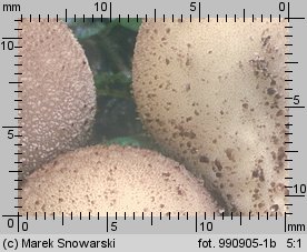 Lycoperdon pyriforme (purchawka gruszkowata)