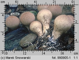 Lycoperdon pyriforme (purchawka gruszkowata)