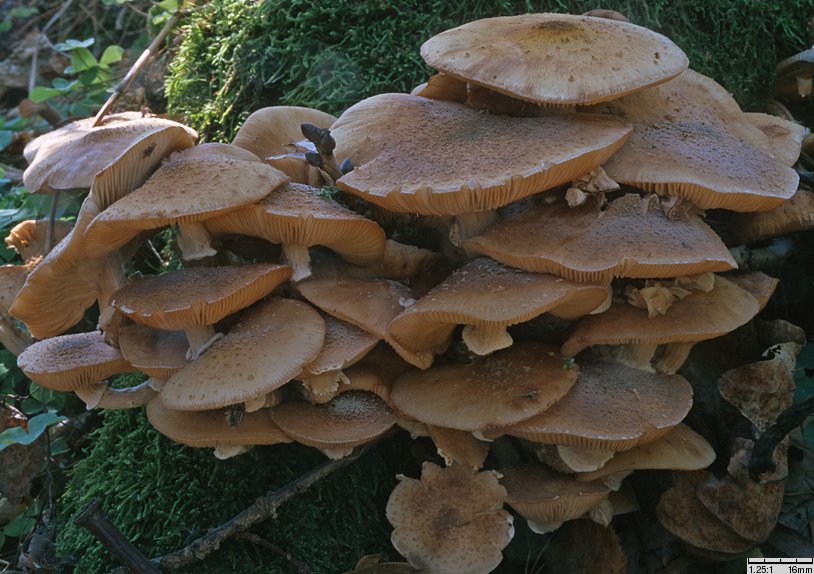 Armillaria borealis (opieńka północna)