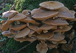 Armillaria borealis (opieńka północna)