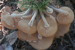 Armillaria borealis (opieńka północna)