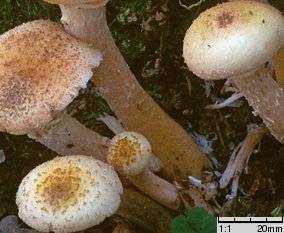 Armillaria borealis (opieńka północna)