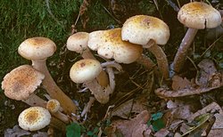 Armillaria borealis (opieńka północna)