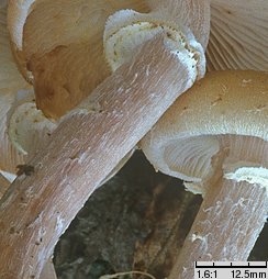 Armillaria borealis (opieńka północna)