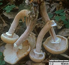 Armillaria borealis (opieńka północna)