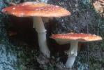 Amanita muscaria (muchomor czerwony)