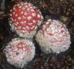 Amanita muscaria (muchomor czerwony)