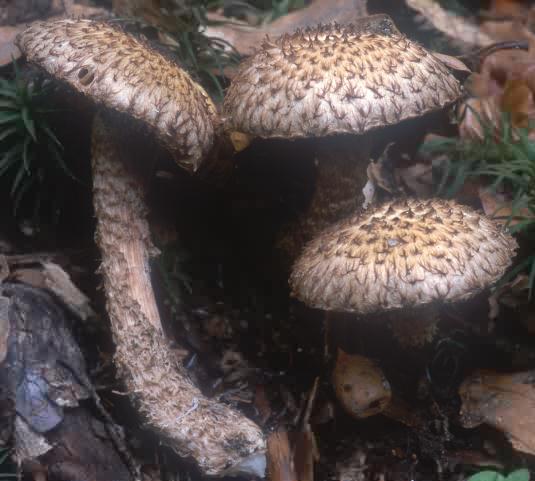 Inocybe lanuginosa (strzępiak wełnisty)