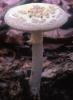 Amanita citrina (muchomor cytrynowy)