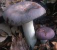 Unidentified-Russula